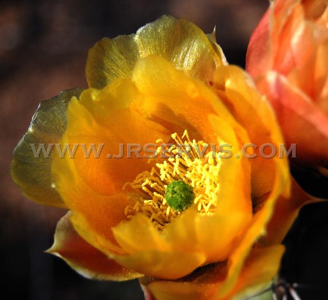 Prickly Pear Blossom.jpg